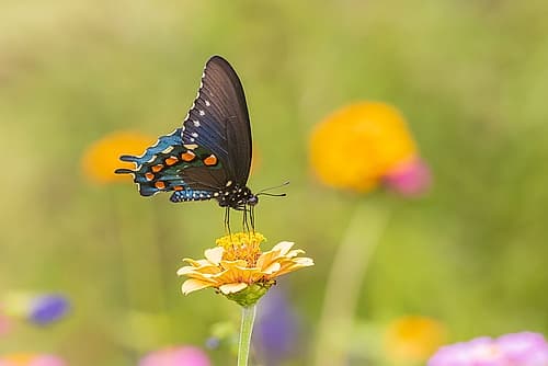 Pipevine Swallowtail male on zinnia in flower garden-Marion County-Illinois Art Print